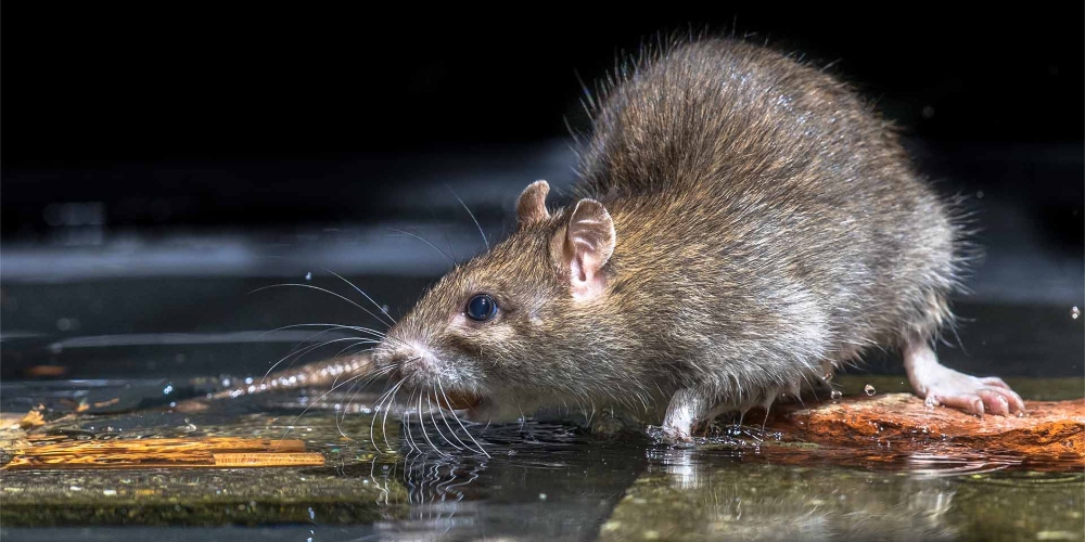 Como usar chumbinho para matar ratos