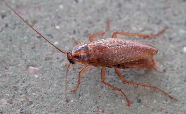 Barata germanica como acabar