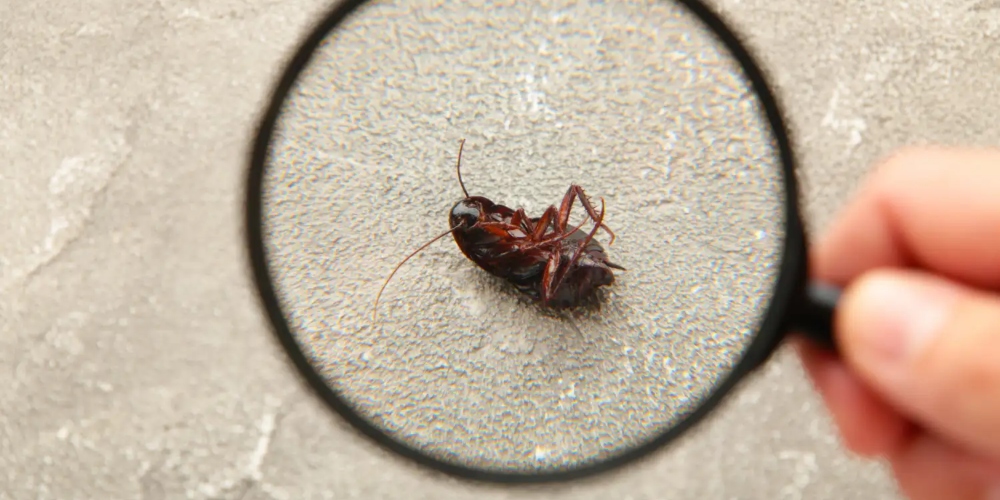 Barata germanica como acabar